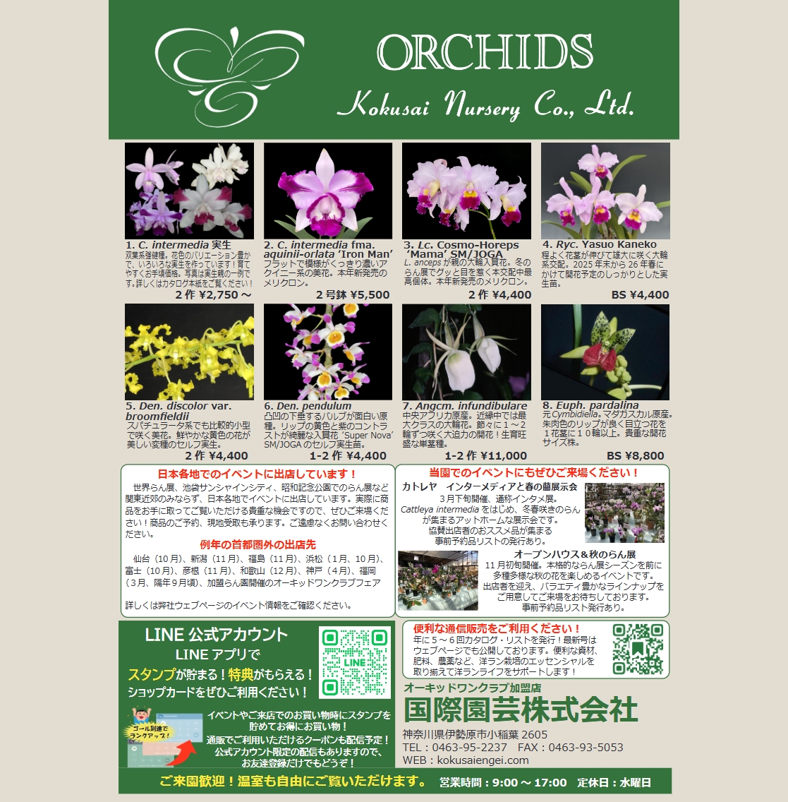 国際園芸 - Myrmecocattleya RIO's Little Treasure #orchids #洋らん