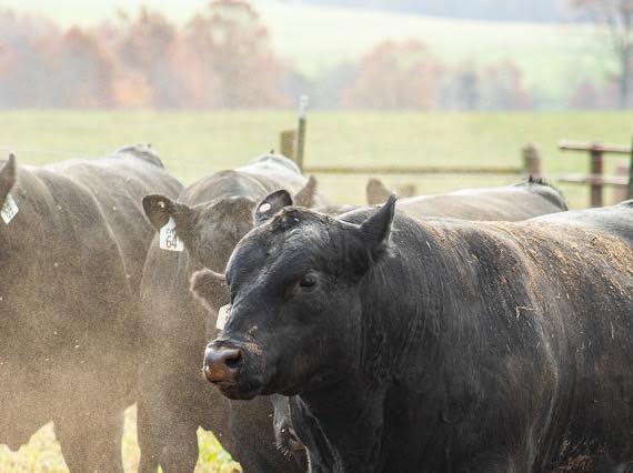 ZWT Ranch | Crossville TN