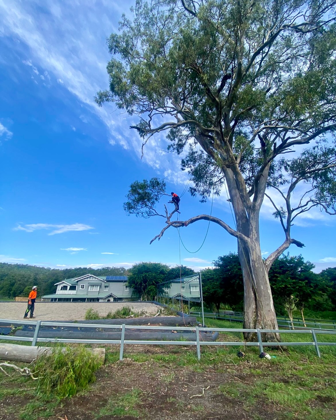 Arborsafe Tree Services | Gold Coast QLD