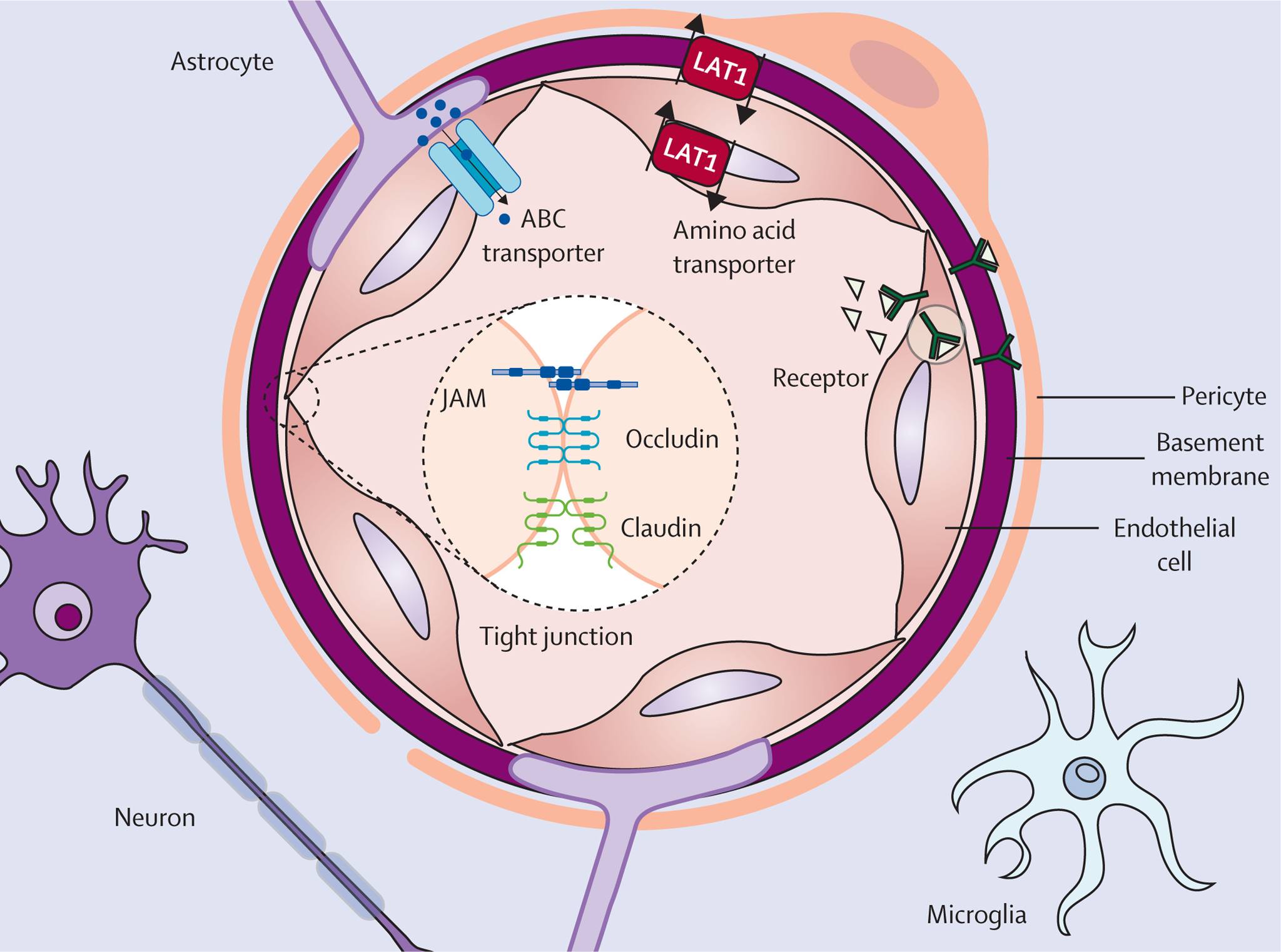 🧠 Blood-Brain Barrier: Structure & Selective Permeability The blood-brain barrier (BBB) is a highly specialized system that protects the central nervous system by regulating the movement of substances between the bloodstream and