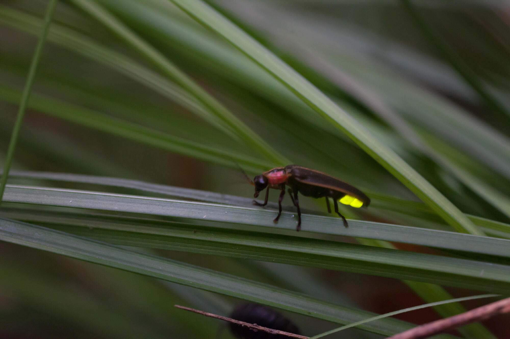 The Nature - #DidYouKnow that fireflies are neither a fly or a bug? 🪲 ...