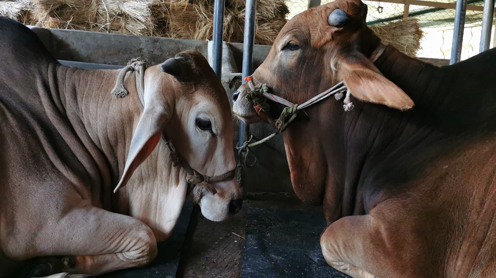 Insaf Cattle Farm