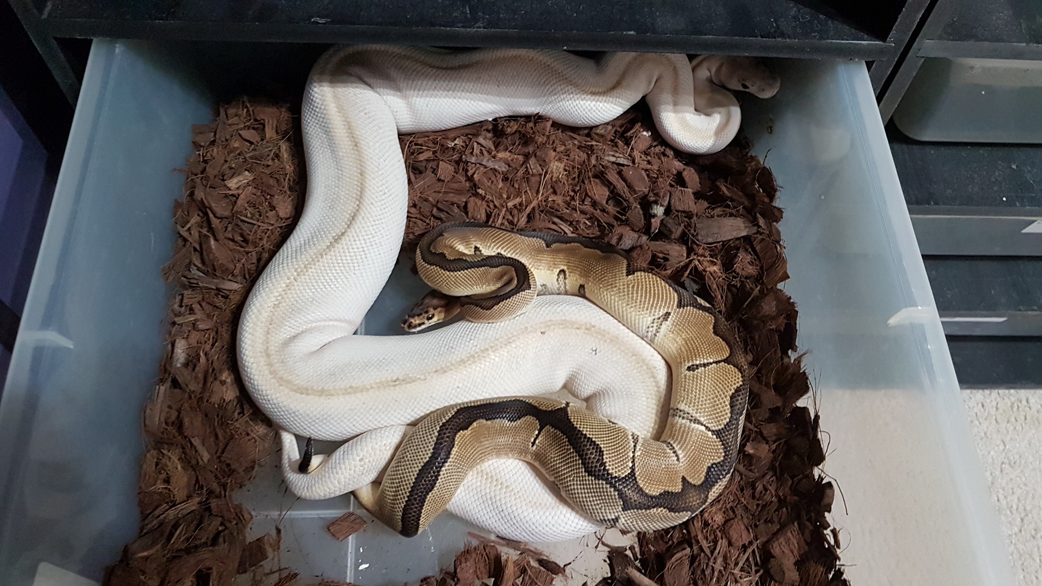 AK Ball Pythons - Home