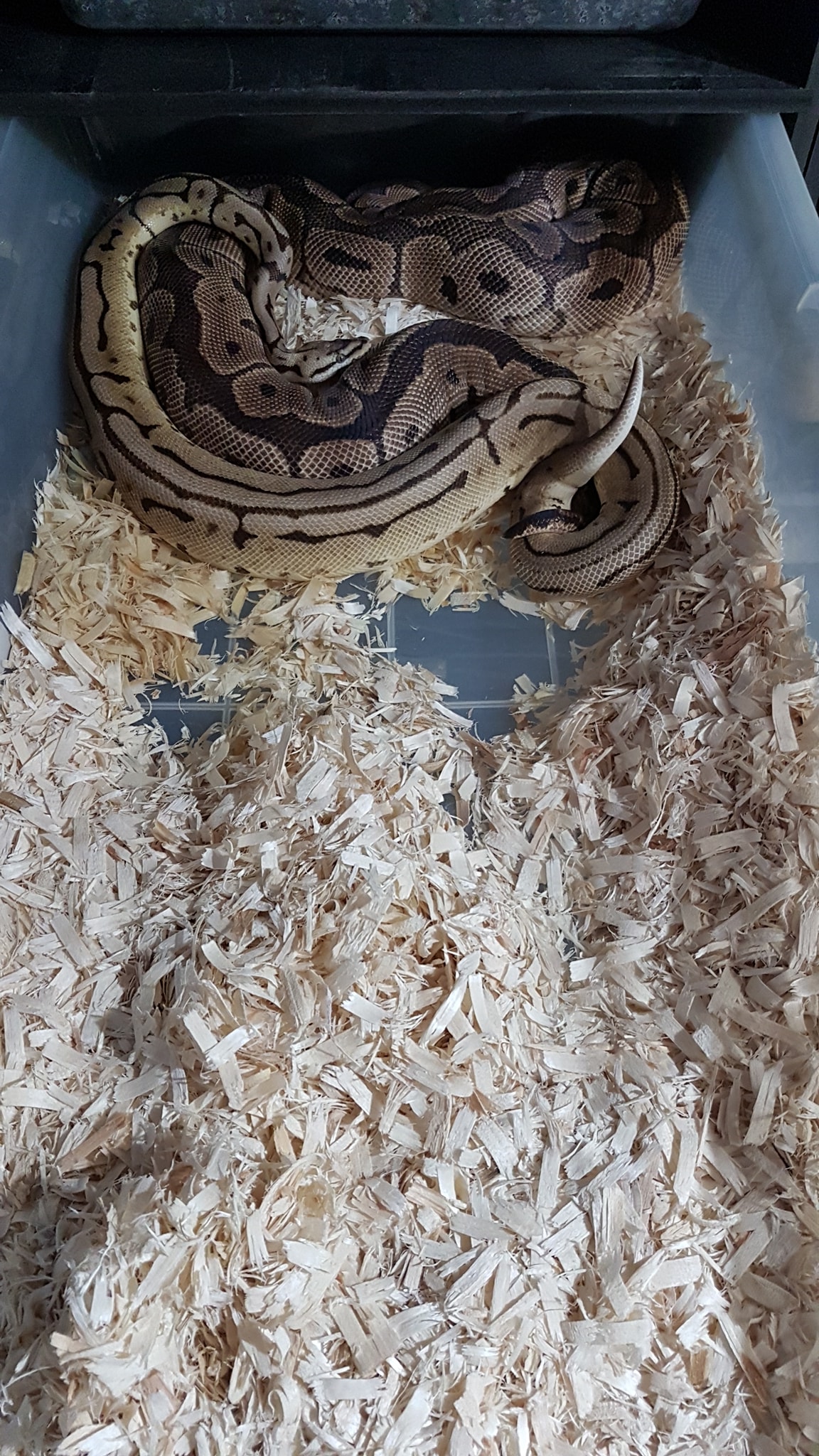 AK Ball Pythons - Home