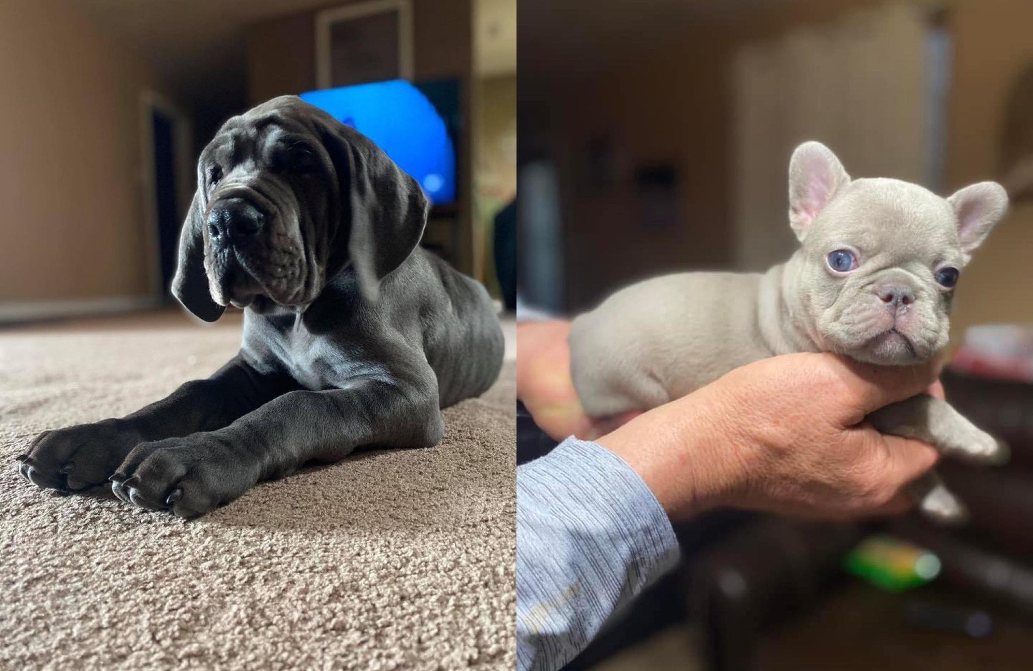 Heidle Danes and Frenchies | Eustace TX