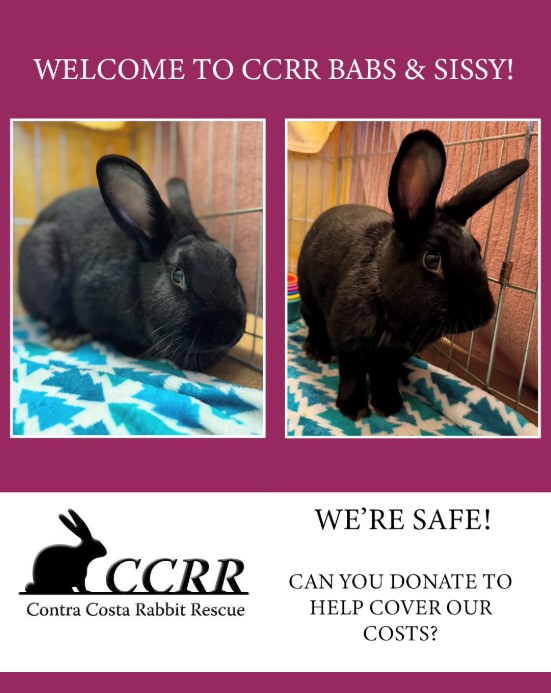 Contra Costa Rabbit Rescue | Antioch CA