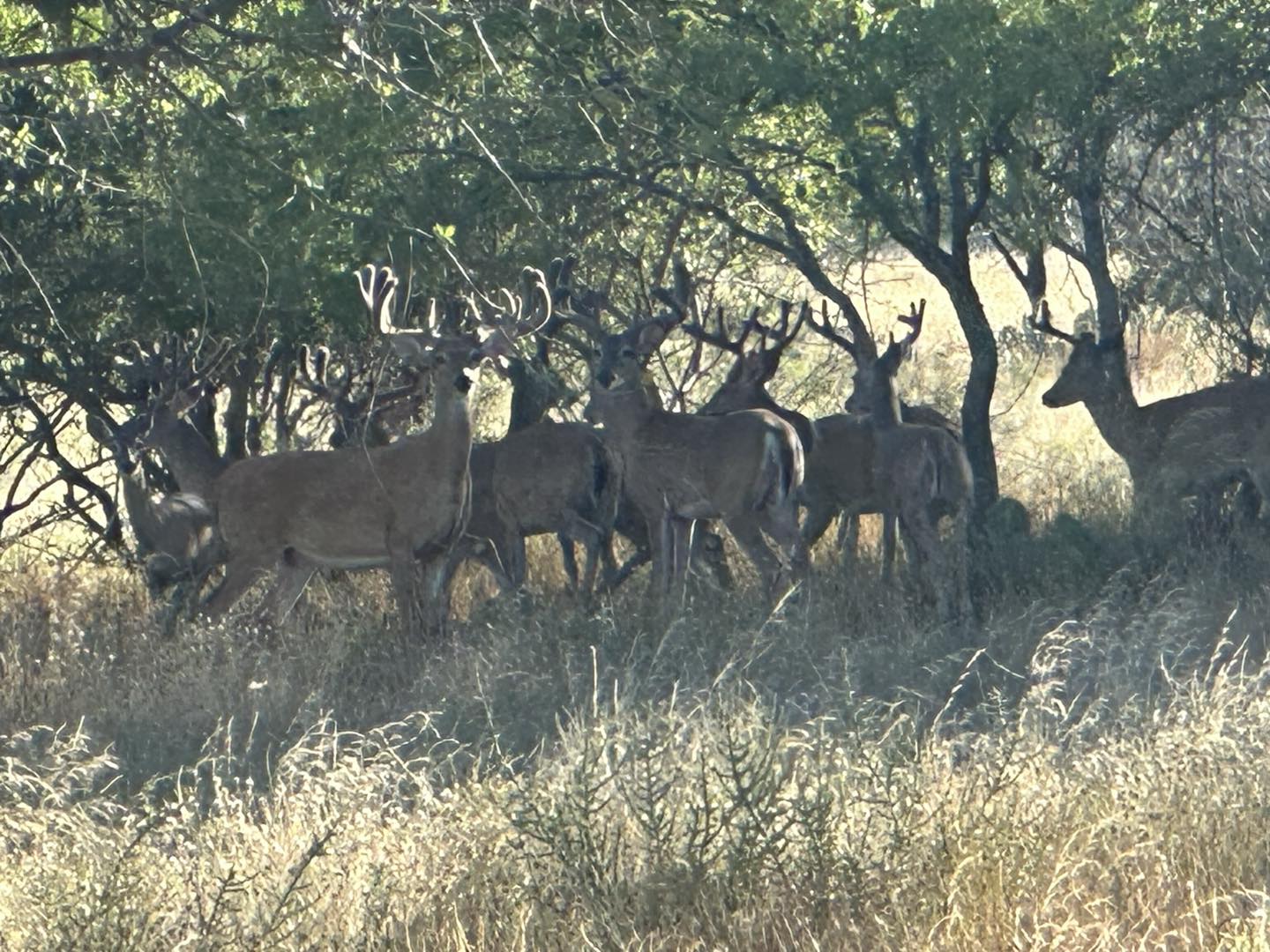 Briar Oaks Ranch | Rochelle TX