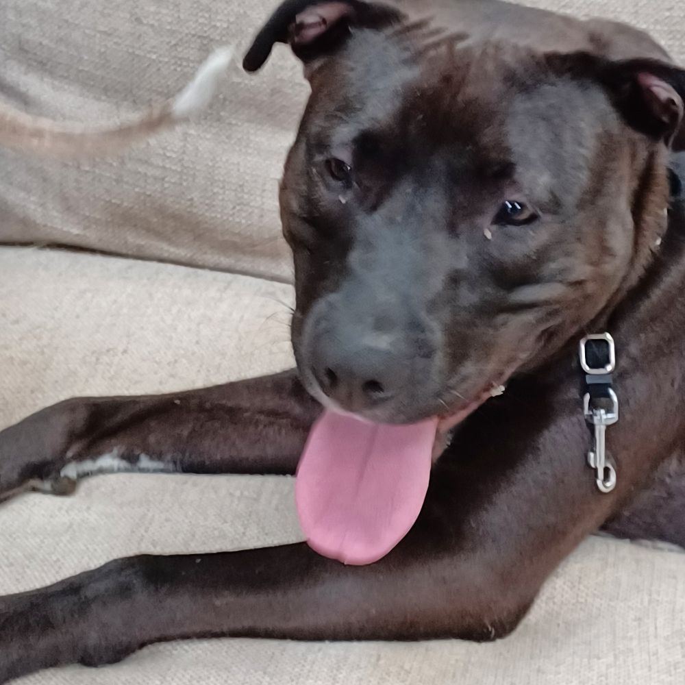 Charlotte Dog Lovers | **Meet Marvin — The Comeback King 👑** | Facebook