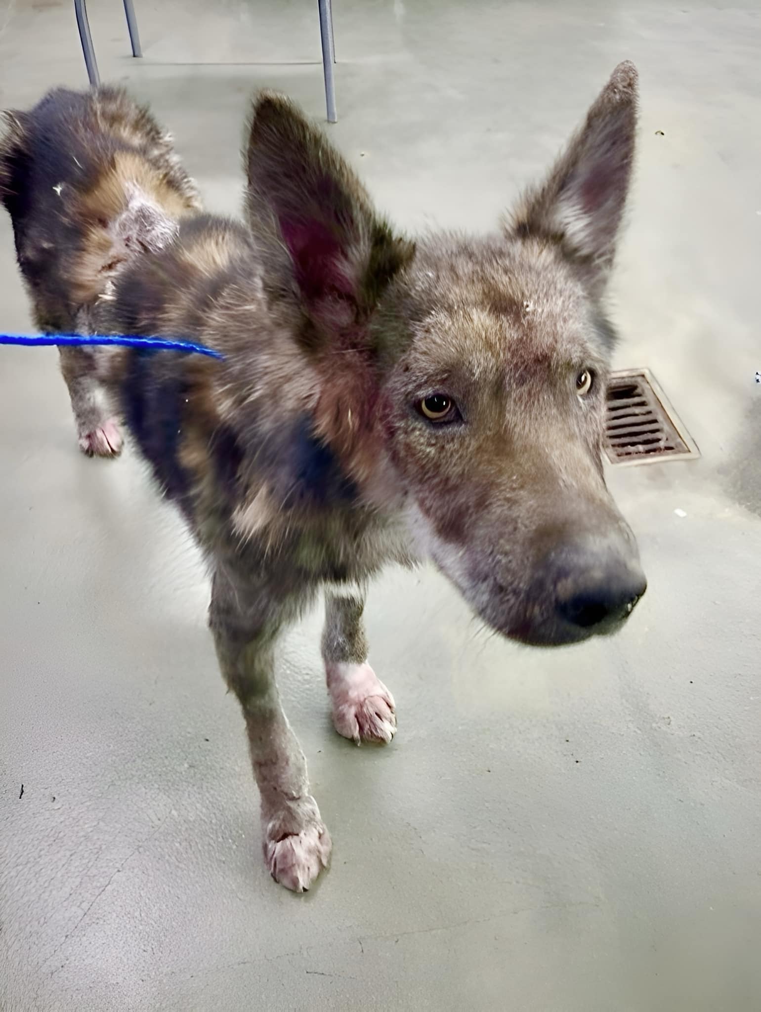 Siberian - Atlas A1991185 Houston TX RIP Gone But Not Forgotten 💔 View ...