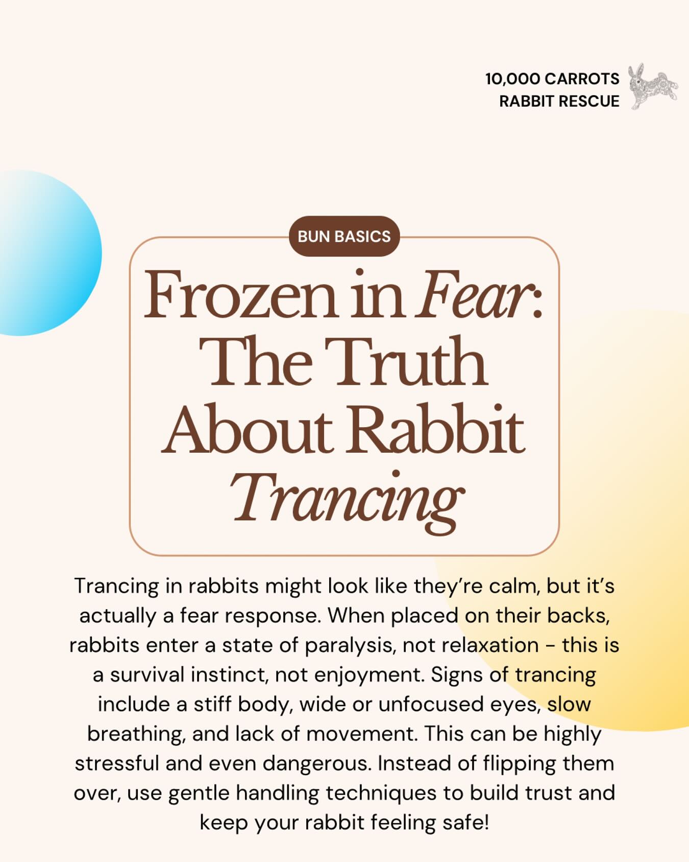 10,000 - Ever seen a rabbit go completely still when placed on their ...