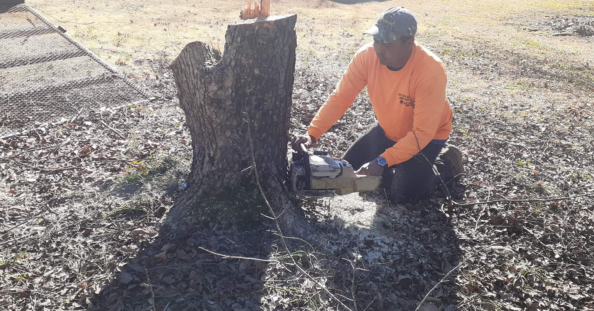 Alex tree service