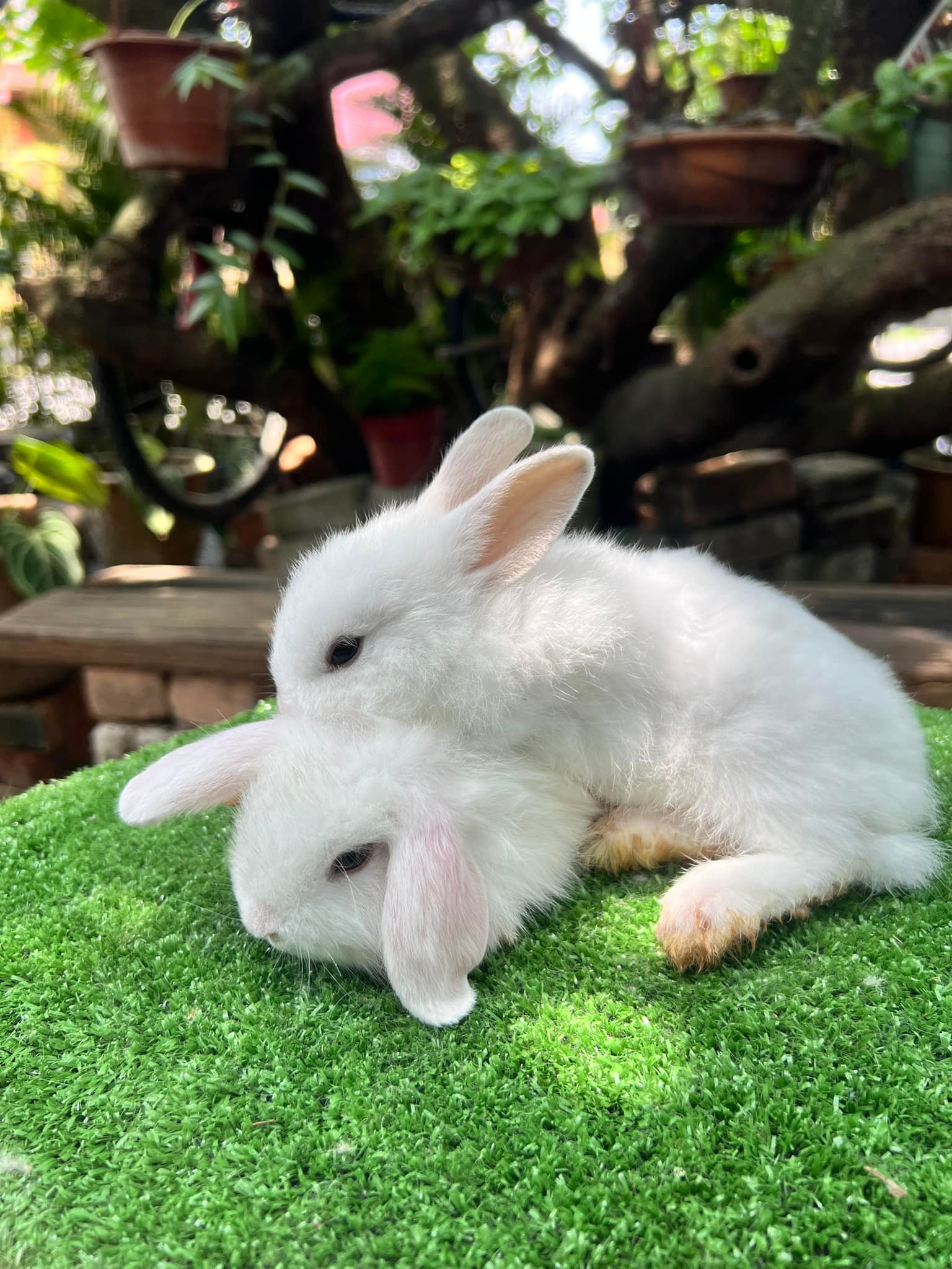 Raintown Rabbitry | Taiping