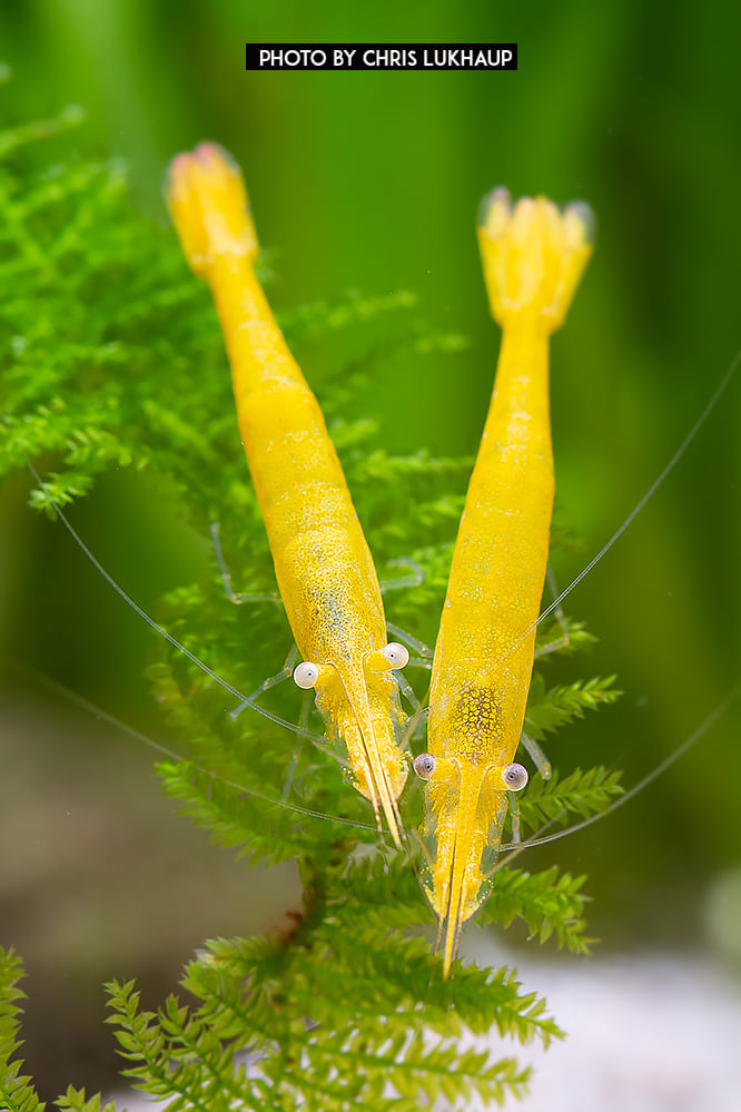 Shrimp King - look at that long rostrum ;-) A beautiful...