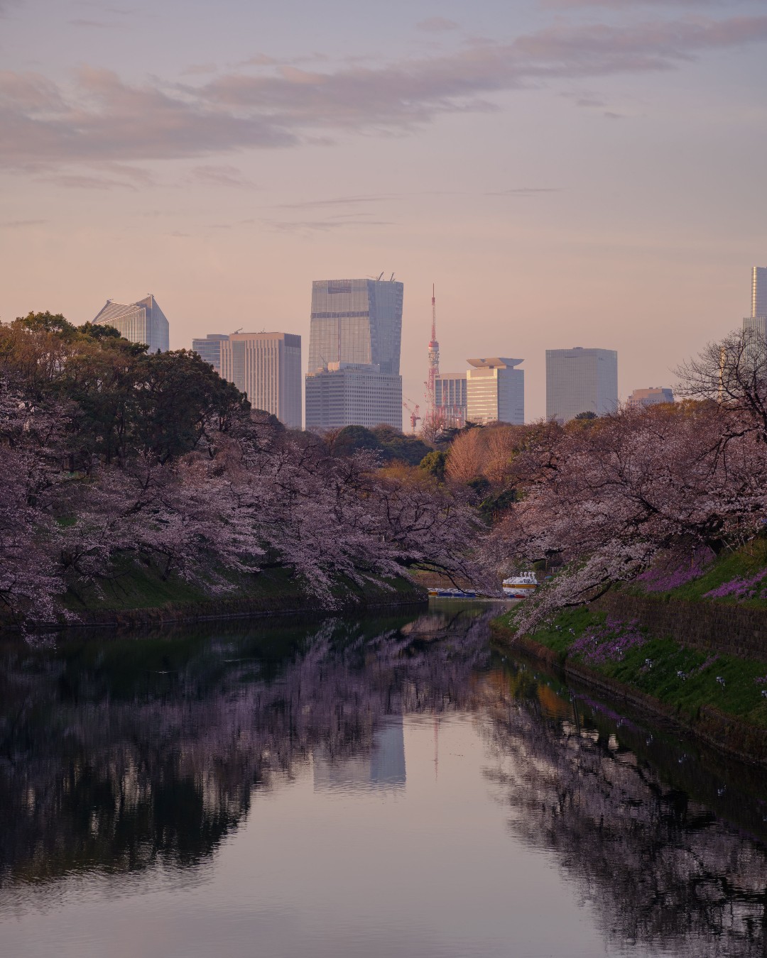 アマン - As spring sings into the city, Tokyo transforms into a palette of ...
