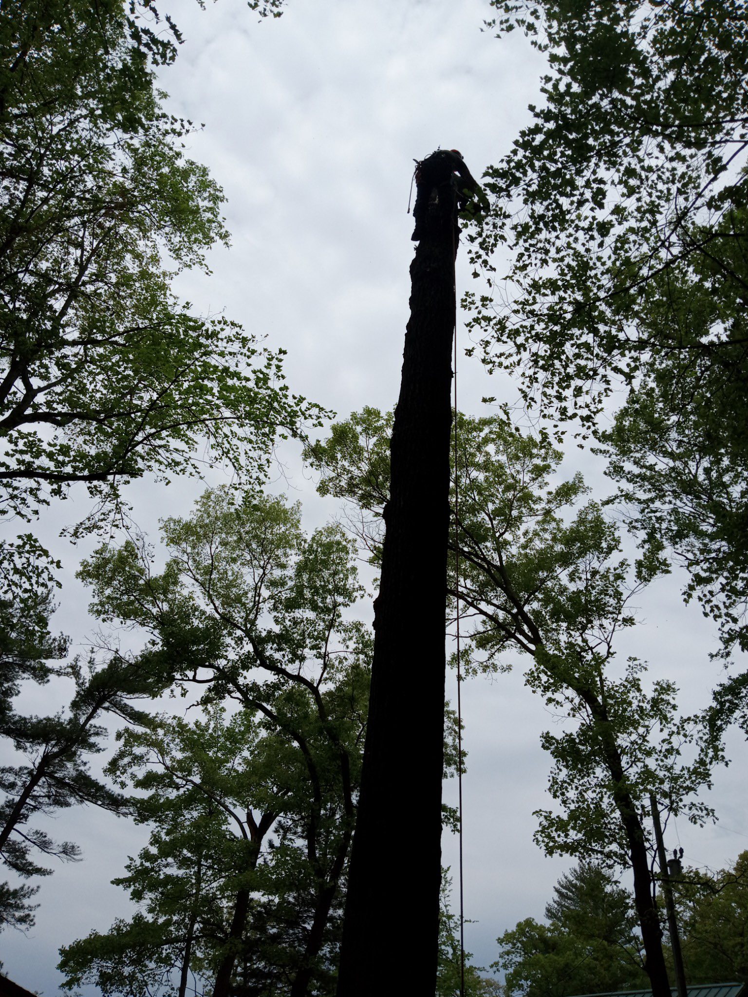 Rogue River Tree Service