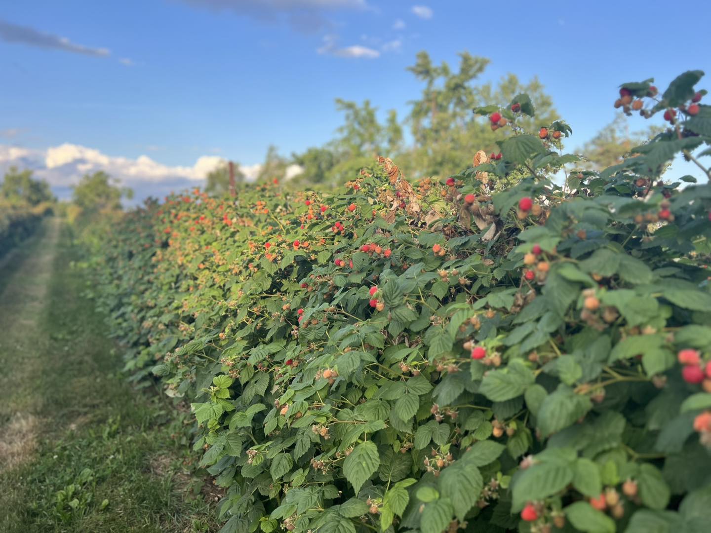 McLean Berry Farm - What’s better than a farmers market? Farmers ...