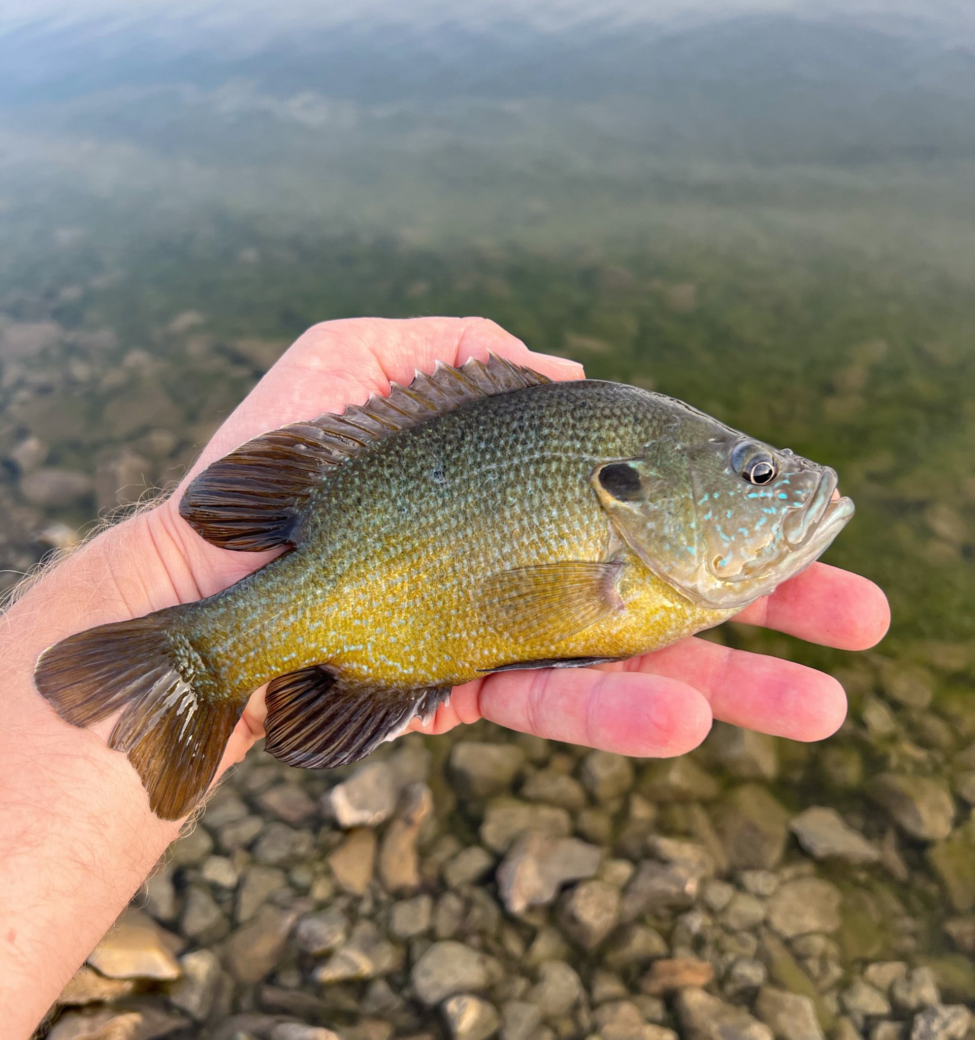 Kansas... - Kansas Wildlife & Parks - Fisheries Division