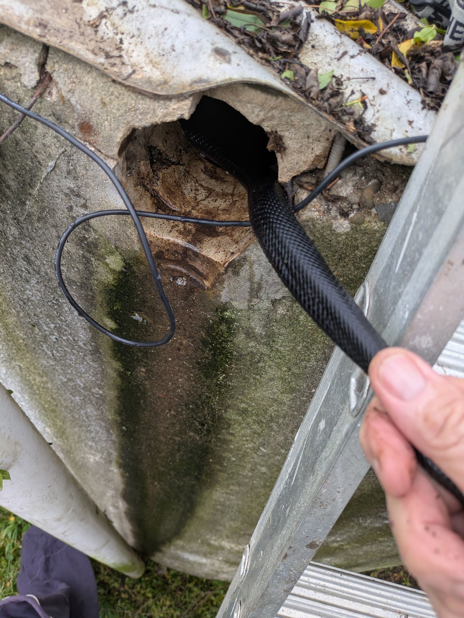 East Gippsland snake... - East Gippsland snake relocation