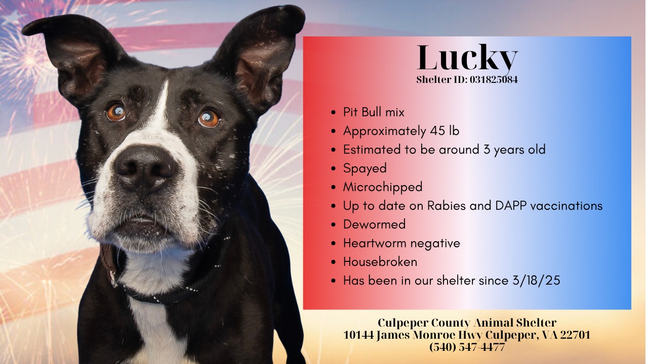 Culpeper County Animal... - Culpeper County Animal Shelter