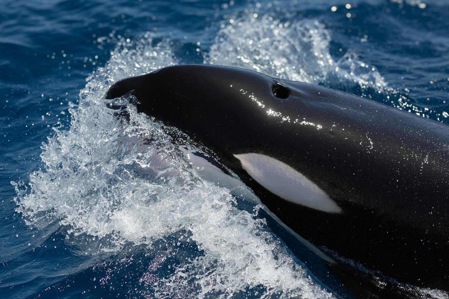 Ningaloo Orca in Coral Bay!... - Ningaloo Marine Interactions | Facebook