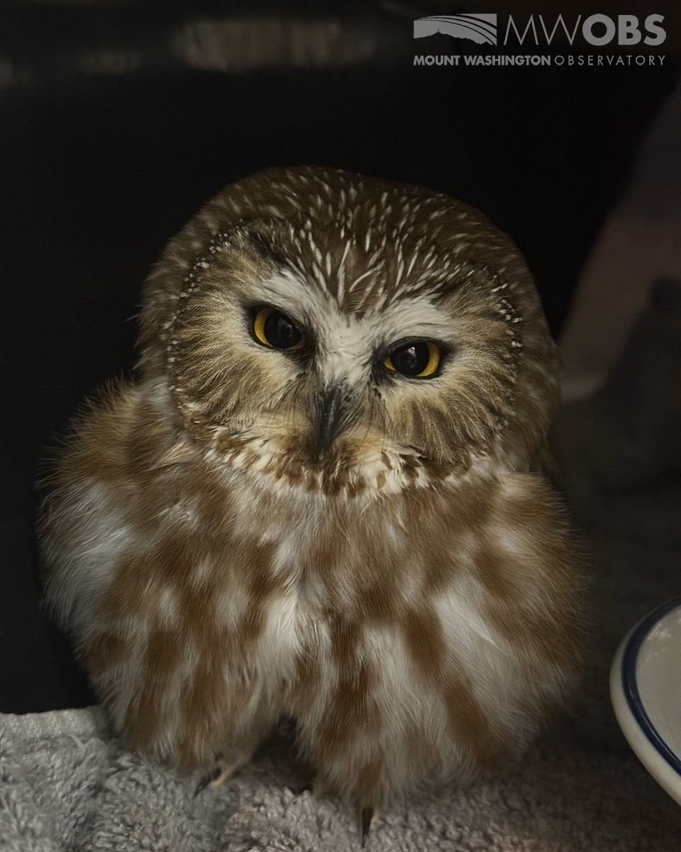 A small owl found frozen and... - WGME CBS 13 News, Portland | Facebook