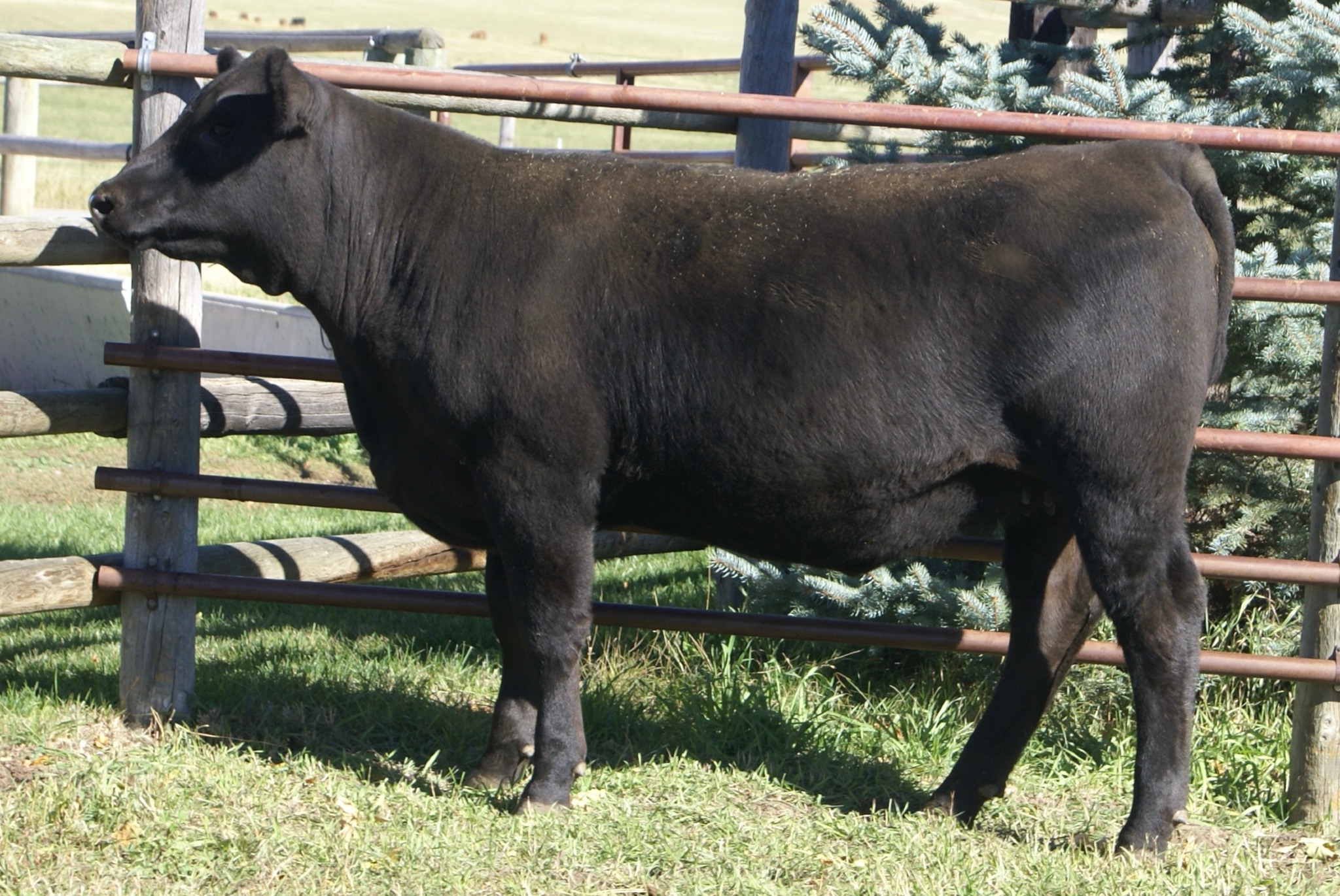 Danell Diamond Six Gelbvieh Ranch