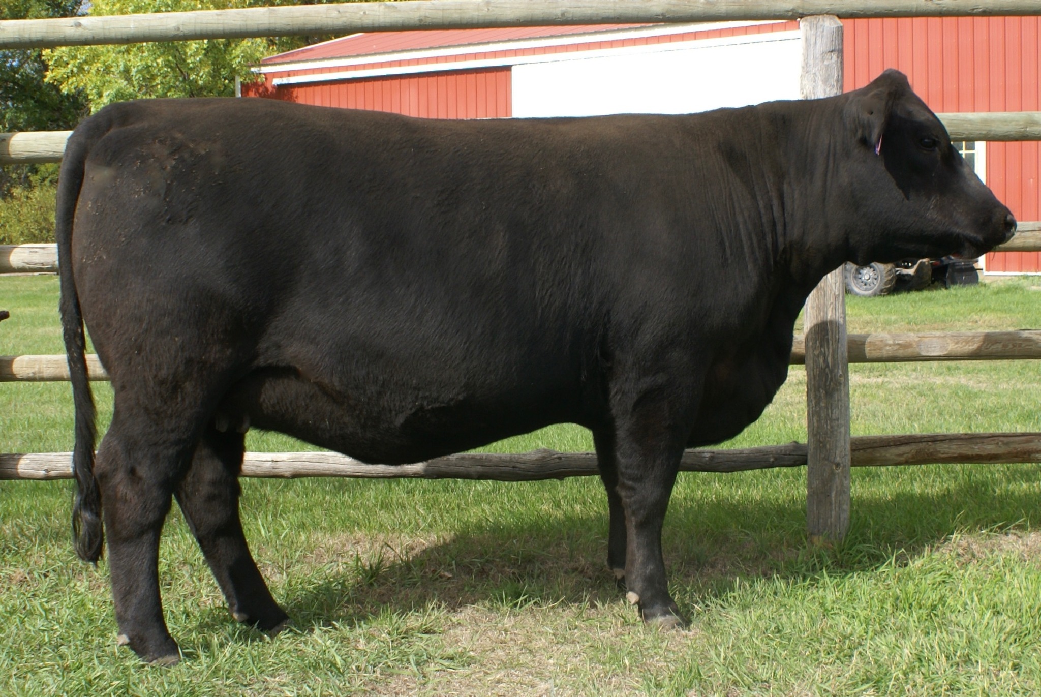 Danell Diamond Six Gelbvieh Ranch