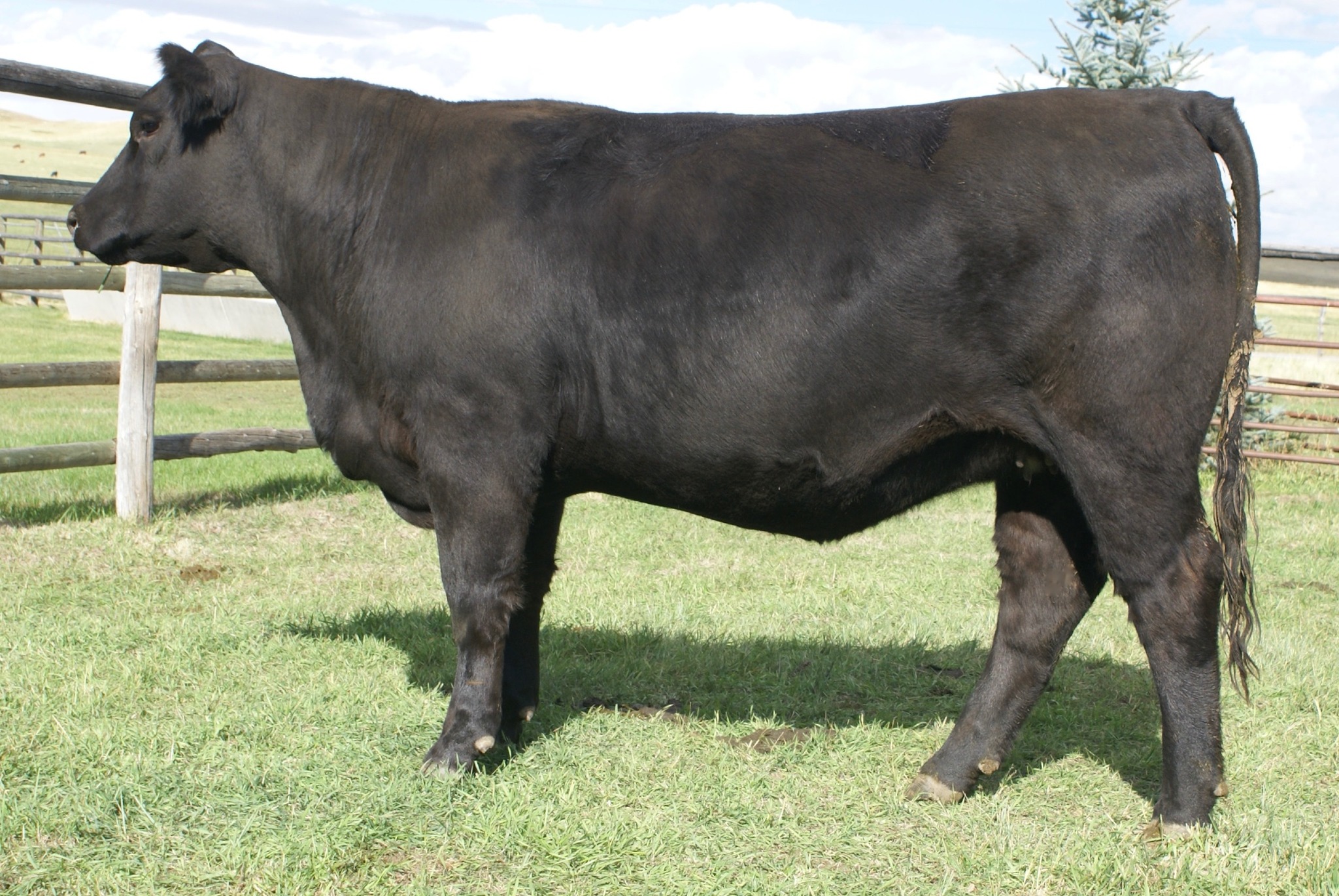 Danell Diamond Six Gelbvieh Ranch