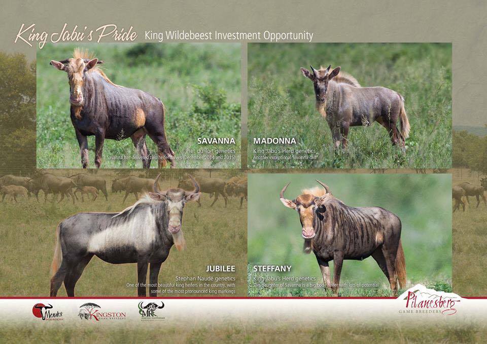 King Wildebeest Investment... - Marius Roothman Boerdery