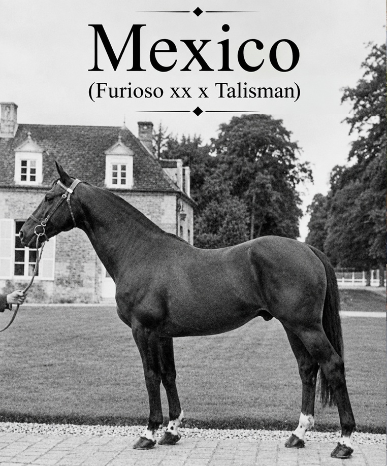 🐎 Mexico (Furioso xx x Talisman): A Legacy Written in Bloodlines
