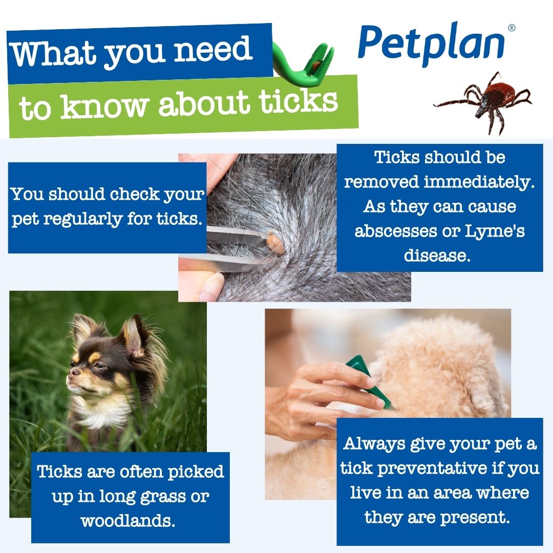 Petplan - Ticks are a common parasite that can be picked up by all ...