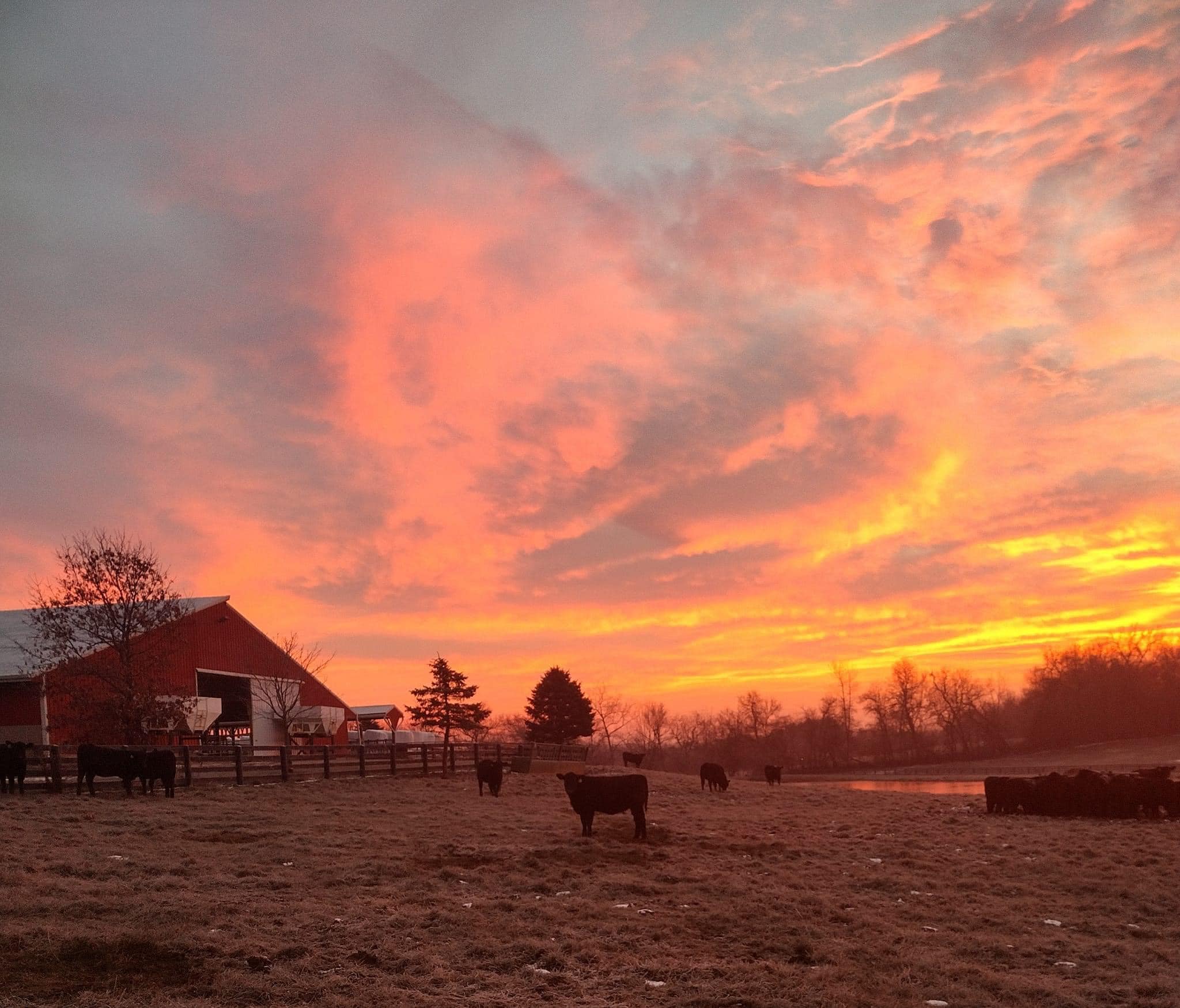 MasterfareCattle | Johnstown OH