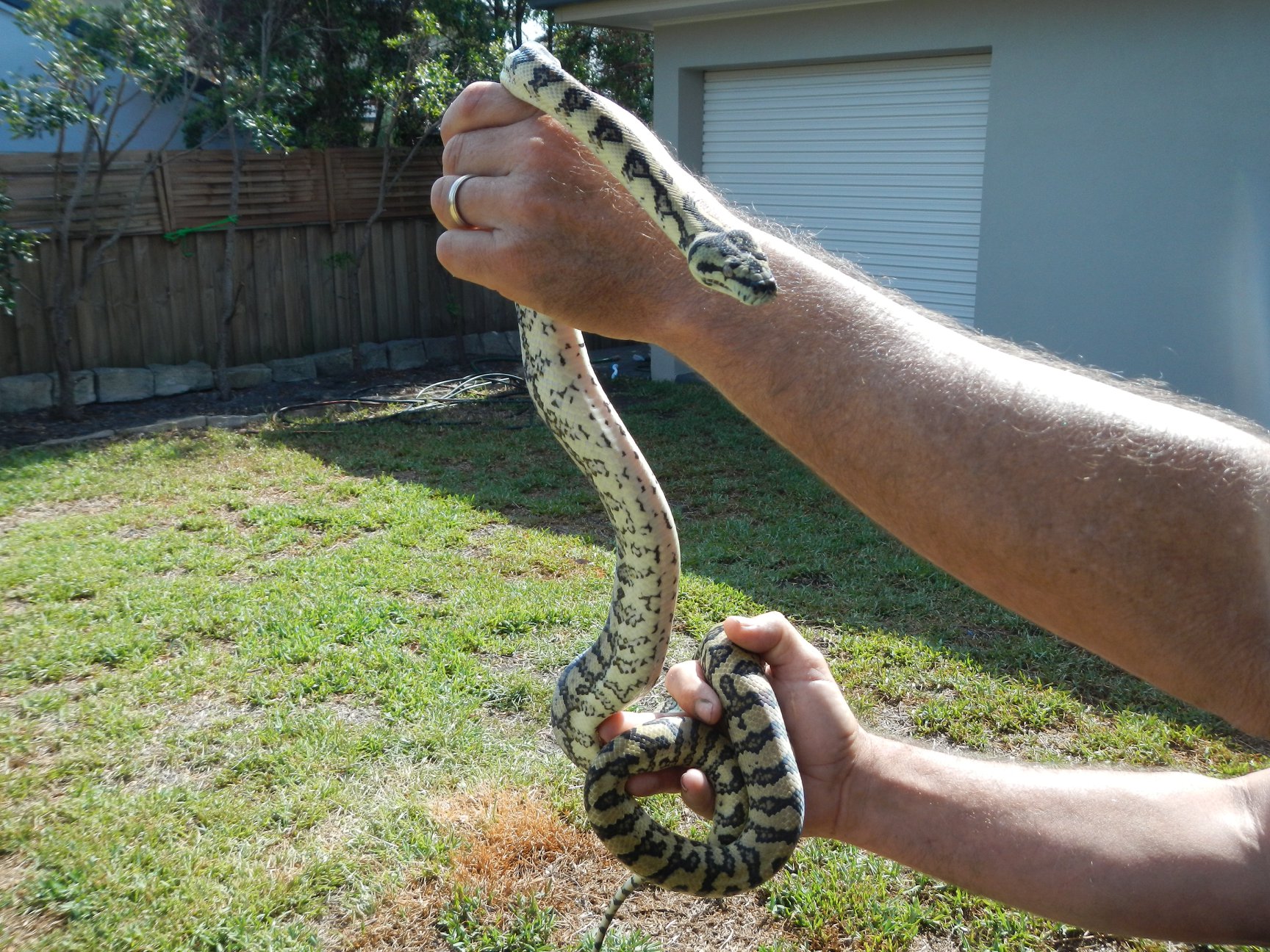 High End Pythons | Sydney NSW