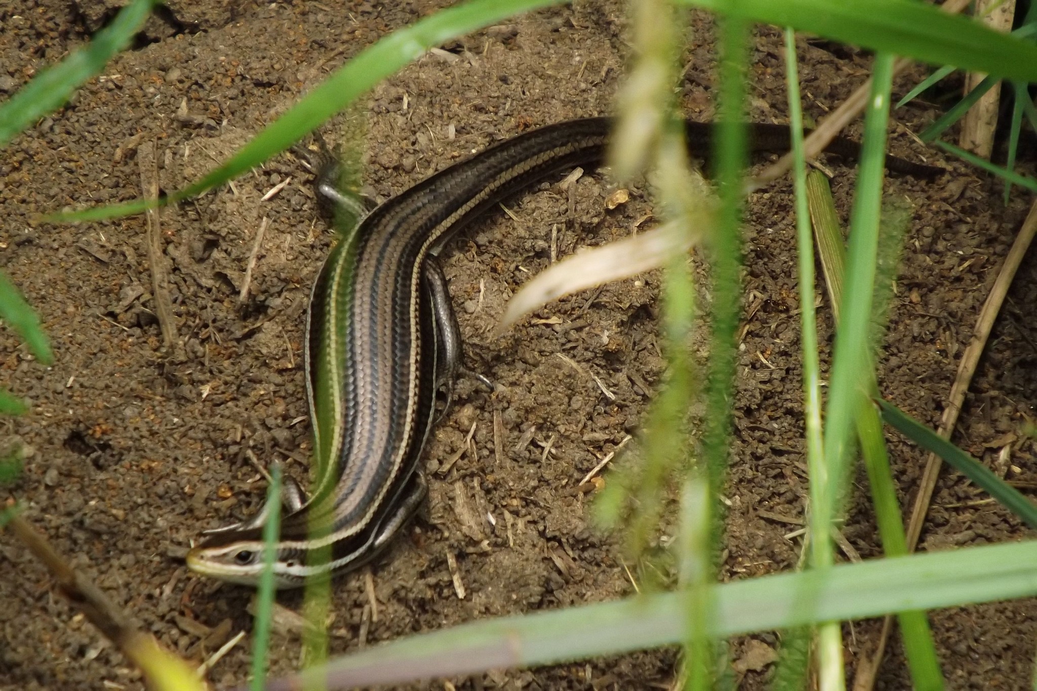 Flora y fauna del Uruguay | Castillos