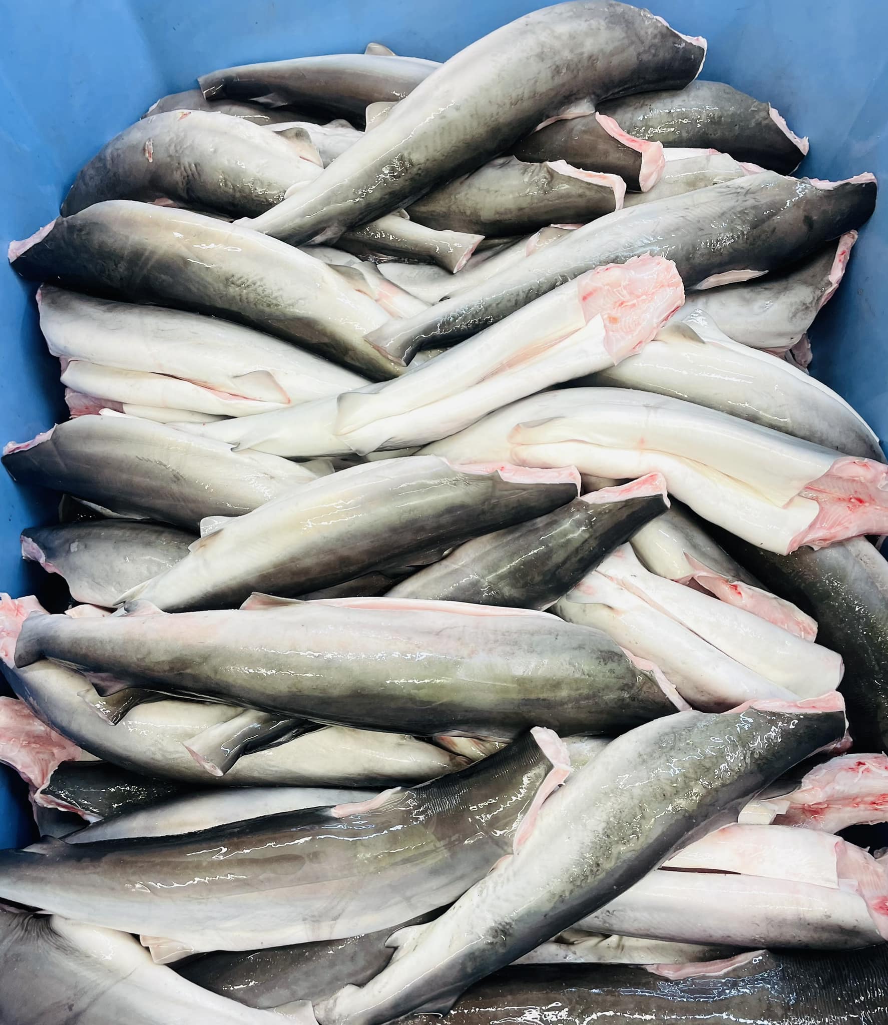 Southwestern Fresh Fish - AVAILABLE BUNBURY TODAY🐠🐟🐠🐟 FRESH 🔹Bronze ...