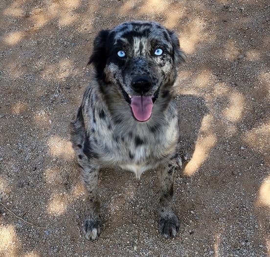 Our beautiful,... - Iron Side Ranch Australian Shepherds | Facebook