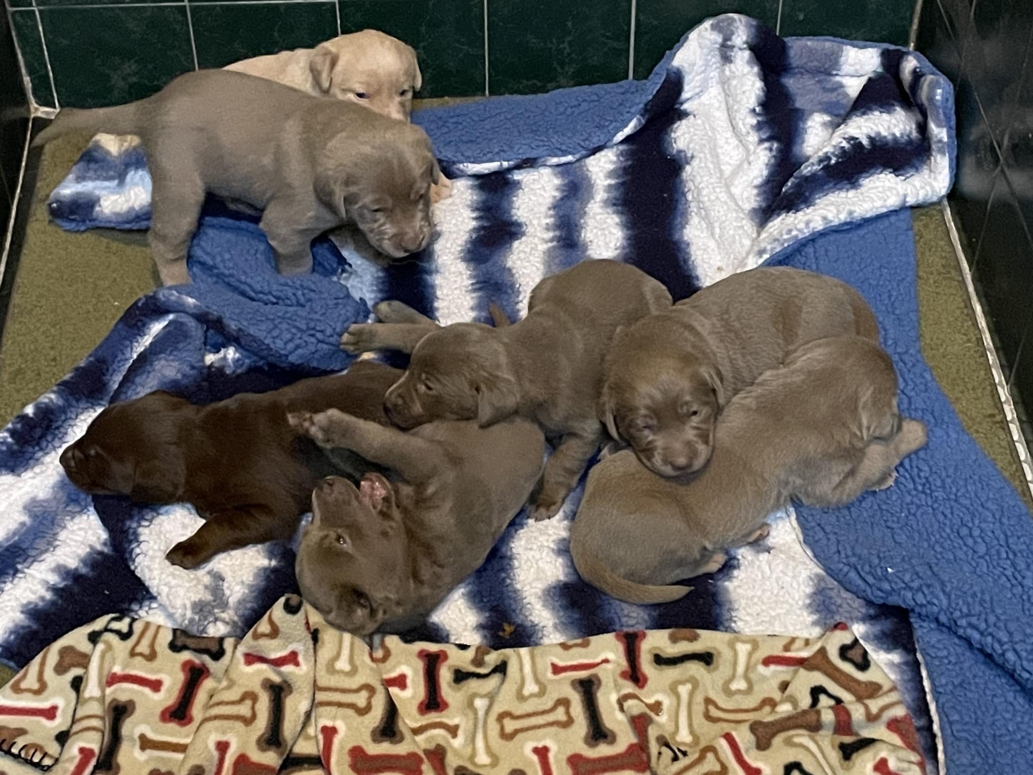 Heartland - UPDATE - ALL PUPPIES HAVE BEEN ADOPTED The pups are getting ...