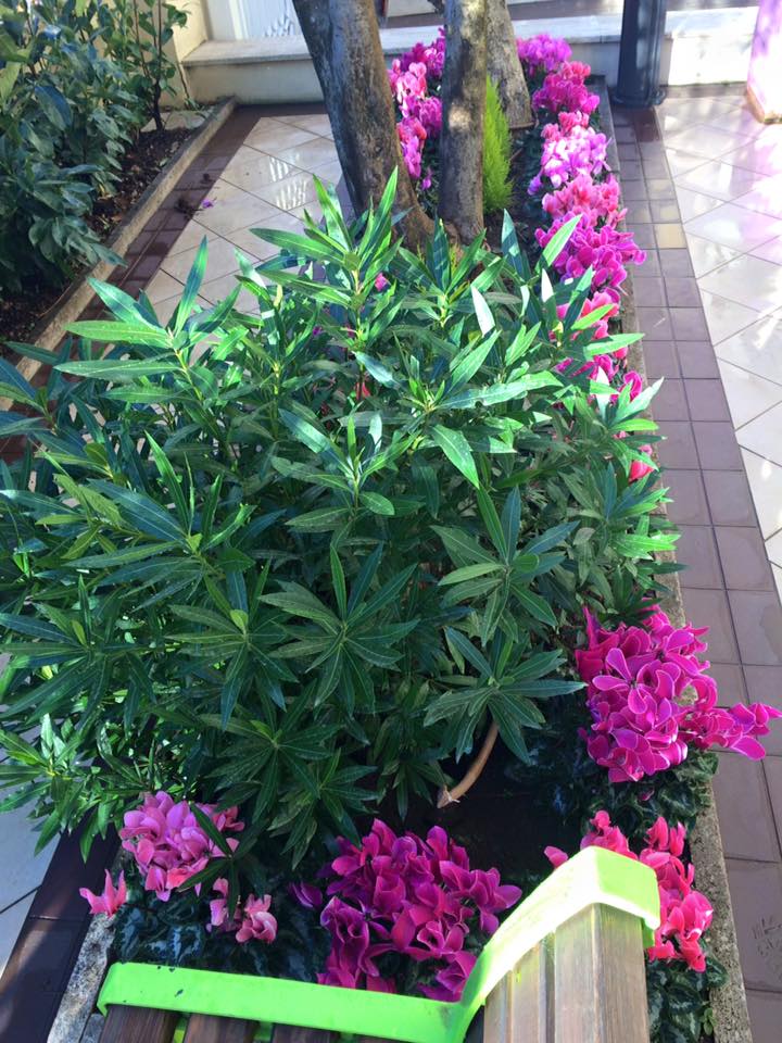 Green Zone Roma - Home