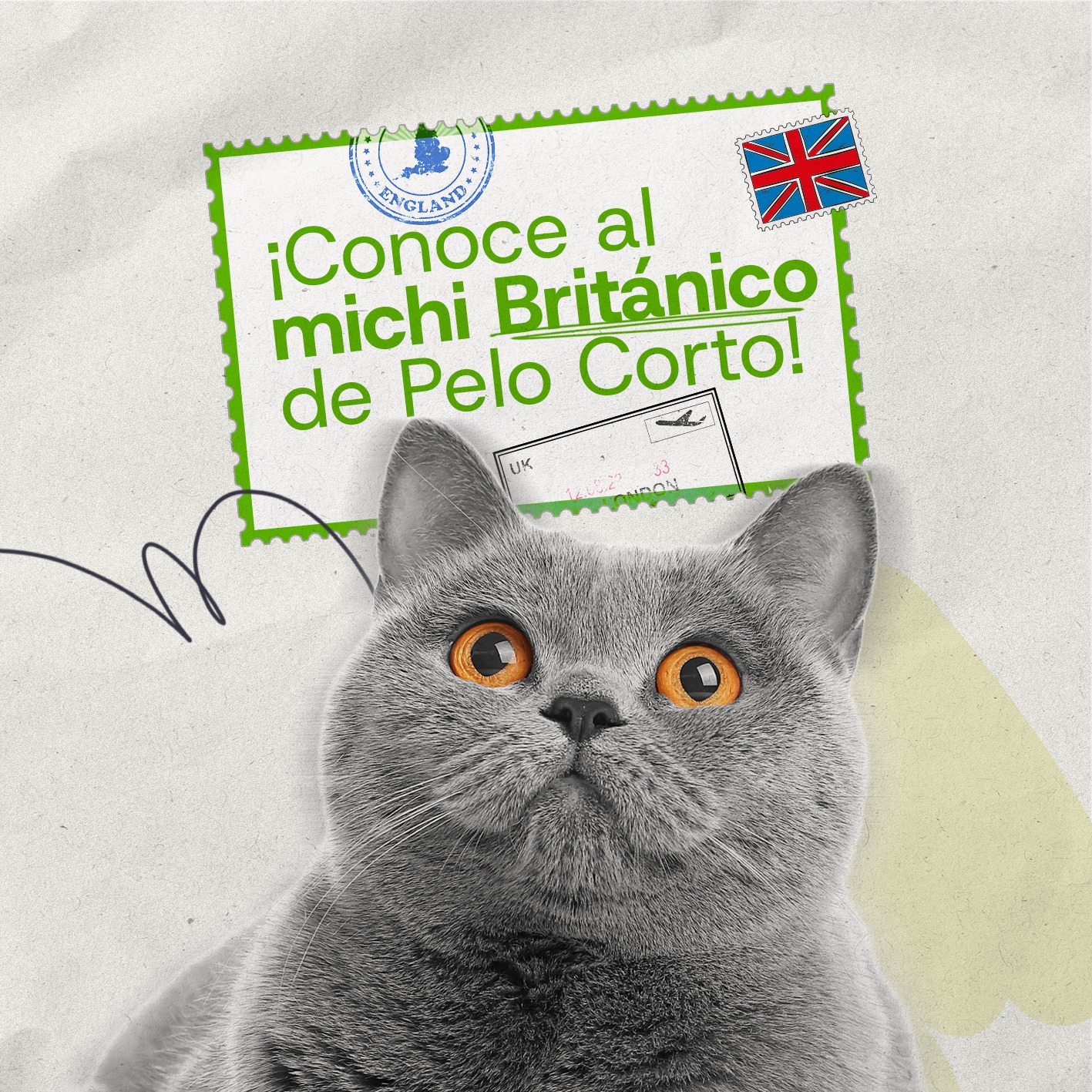 Alimiau - Descubre una raza de michi con mucha historia y... | Facebook