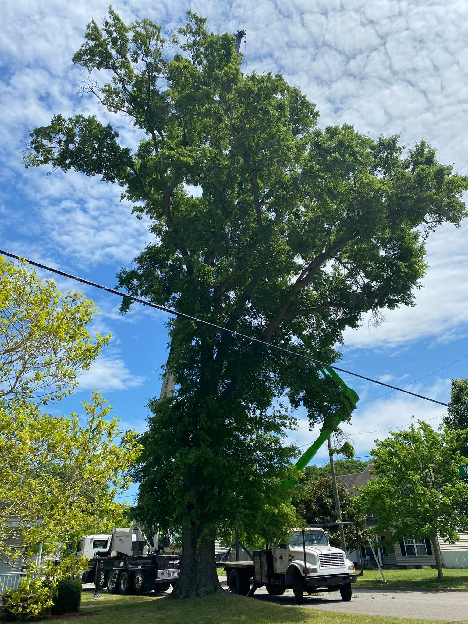Tree works llc | Virginia Beach VA