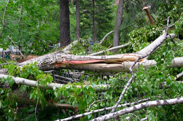 Ethical Tree Care & Landscape