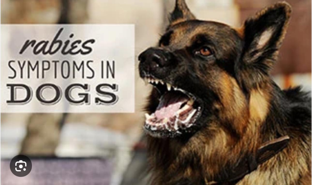 Carter - Let’s talk about RABIES Is your pet up to date on their RABIES ...