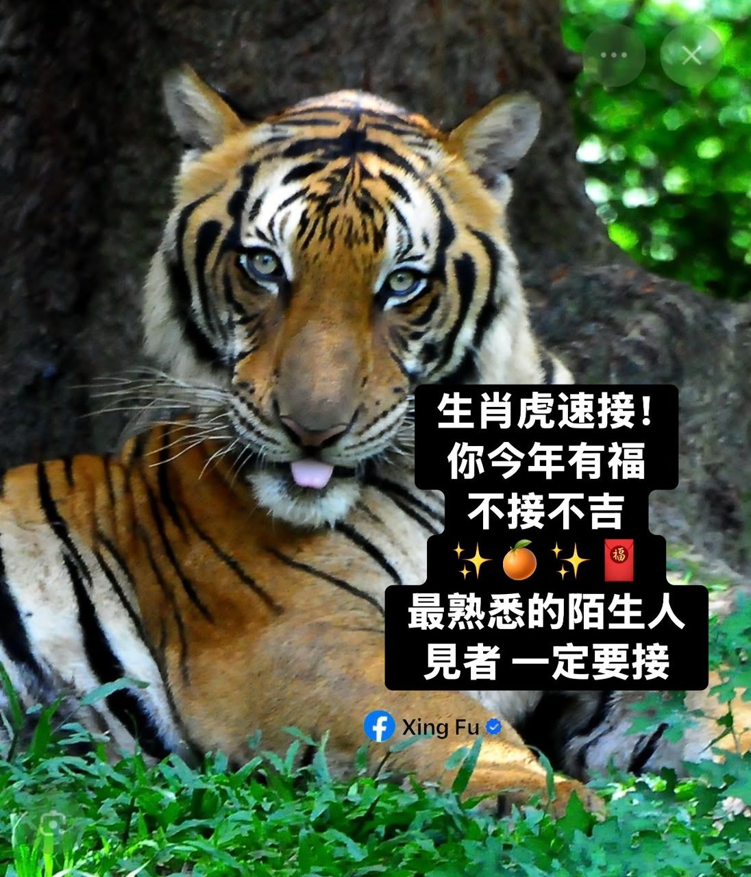 虎 速