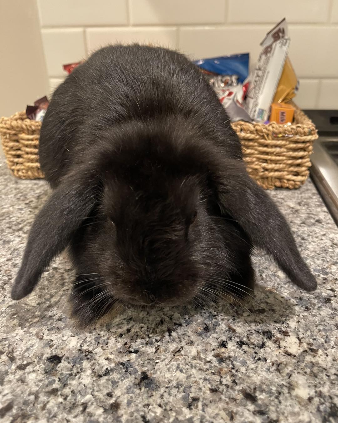 Our newest rescue - meet little... - Alabama Rabbit Rescue