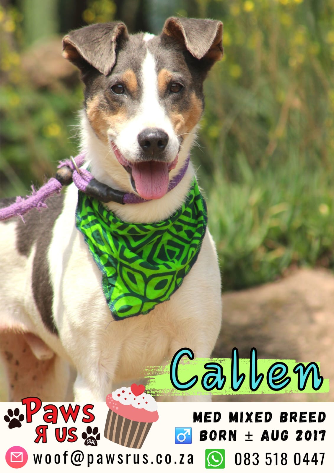 Paws R Us: SA - CALLEN NEEDS SOME SPOTLIGHT - PLEASE... | Facebook