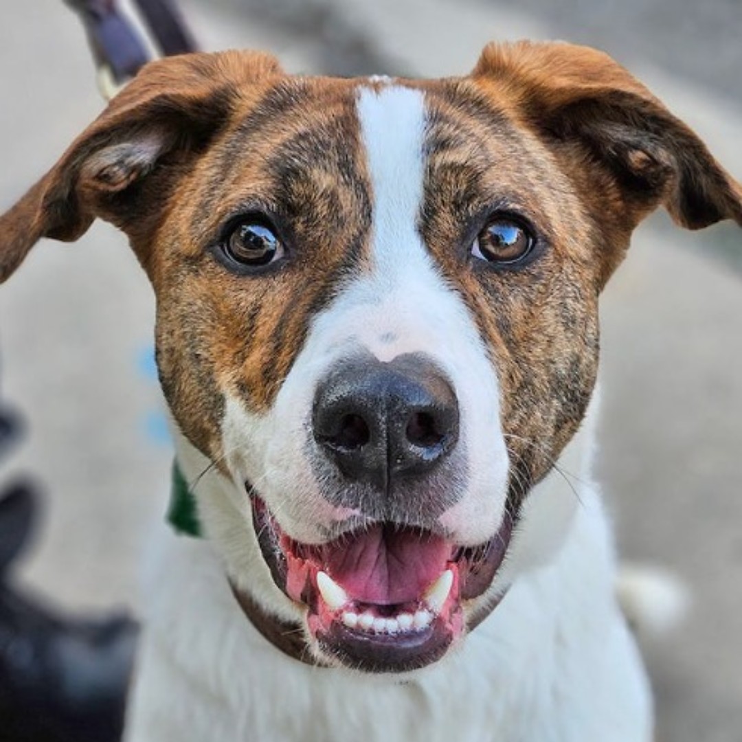 Adopt Zeus, a one-year-old hound mix in Port Washington, NY