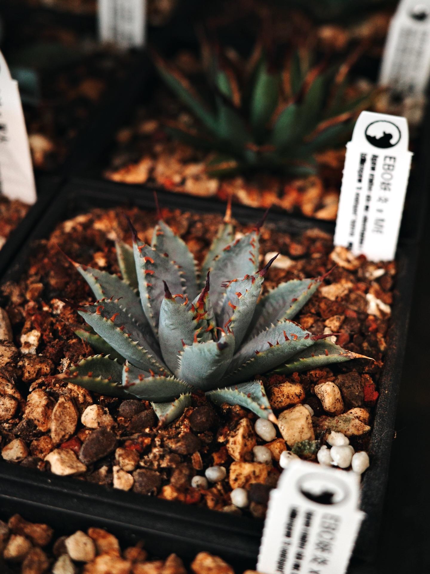 狂刺霍利達x 妖炎Agave horrida x Agave utahensis #土田制所#特選植株