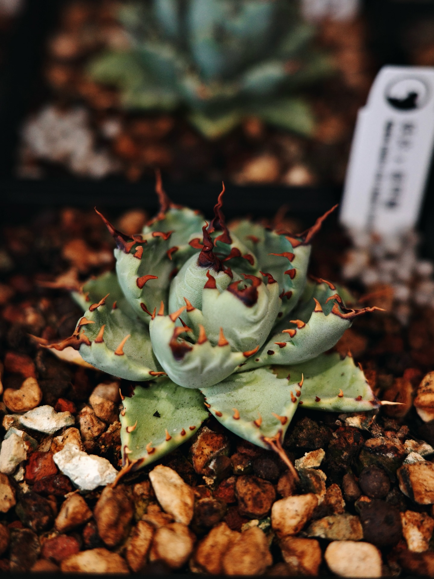 狂刺霍利達x 妖炎Agave horrida x Agave utahensis #土田制所#特選植株