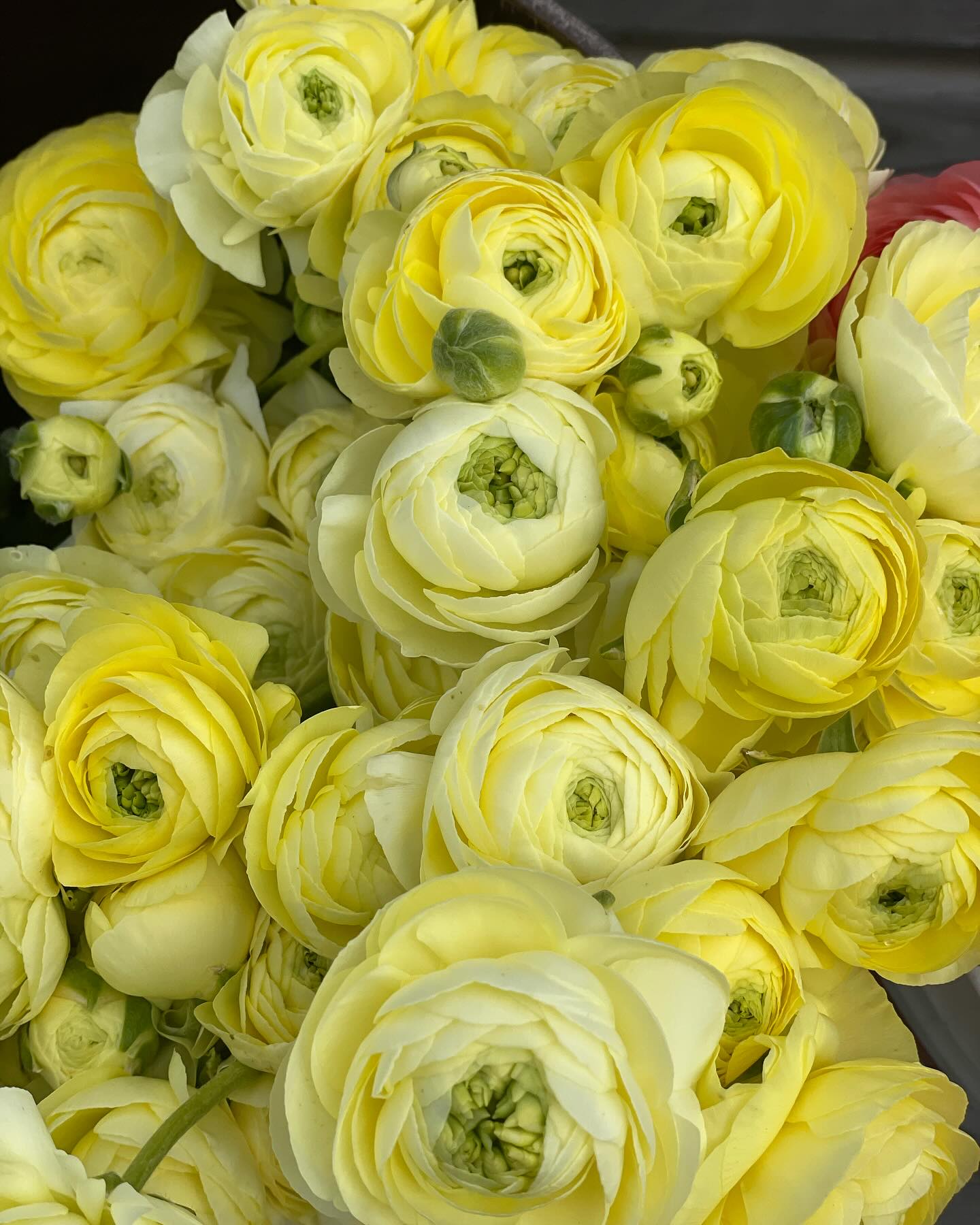 💐 Happy Flower Friday! We’re back with... - Dutch Roots Farm | Facebook