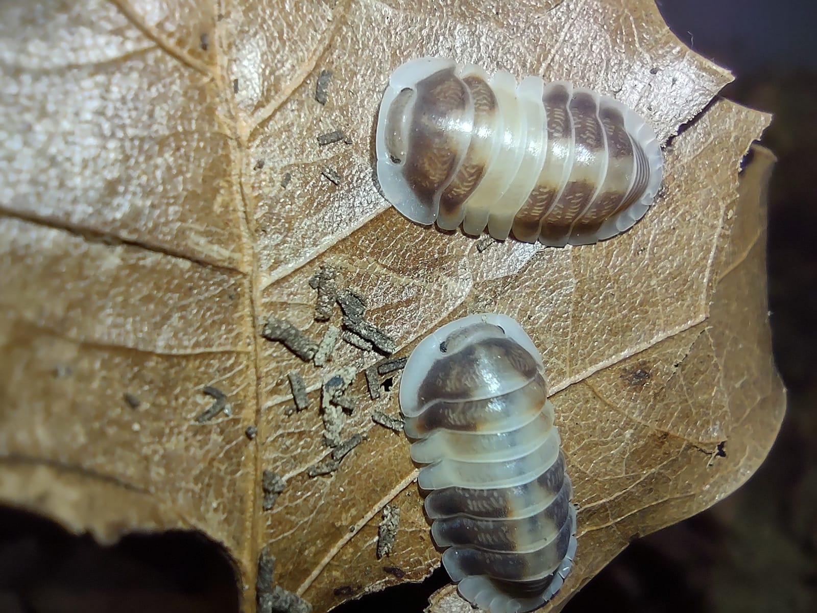 The Bug Queen | Erwin TN